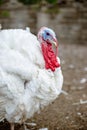 Turkey on a farm, breeding turkeys. White turkey portrait Royalty Free Stock Photo