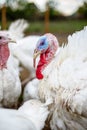 Turkey on a farm , breeding turkeys. White turkey portrait.