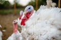 Turkey on a farm , breeding turkeys. White turkey portrait. Royalty Free Stock Photo