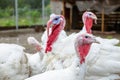 Turkey on a farm , breeding turkeys. White turkey portrait.