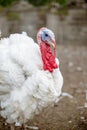 Turkey on a farm , breeding turkeys. White turkey portrait Royalty Free Stock Photo