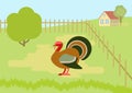 Turkey farm courtyard flat cartoon vector wild animals birds