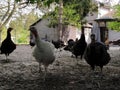 Turkey farm. Free-range turkeys in a rural poultry yard. Poultry on the farm Royalty Free Stock Photo