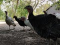 Turkey farm. Free-range turkeys in a rural poultry yard. Poultry on the farm Royalty Free Stock Photo