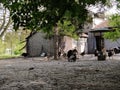 Turkey farm. Free-range turkeys in a rural poultry yard. Poultry on the farm