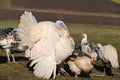 Turkey in farm hanging around turkey hens Royalty Free Stock Photo