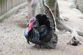 Turkey on the farm Royalty Free Stock Photo