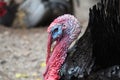 Turkey on the farm Royalty Free Stock Photo