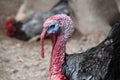 Turkey on the farm Royalty Free Stock Photo