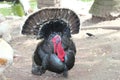 Turkey on the farm Royalty Free Stock Photo