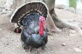 Turkey on the farm Royalty Free Stock Photo