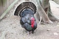 Turkey on the farm Royalty Free Stock Photo
