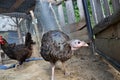 Turkey on the farmyard. Thanksgiving day symbol