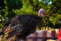 Turkey on the farmyard. Thanksgiving day symbol