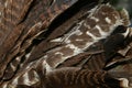 Turkey feathers