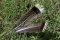 Turkey feathers on a lawn.