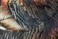 Turkey feathers rainbow metallic background