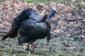 Turkey Gobble Royalty Free Stock Photo