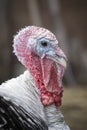 Turkey Gobbler head closeup photo