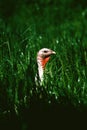 Turkey in grass