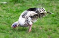 Turkey in the grass. Domestic bird. Flock of turkeys