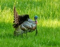 Turkey Great Smoky Mountains National Park Royalty Free Stock Photo