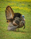 Turkey Great Smoky Mountains National Park Royalty Free Stock Photo