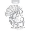 Turkey hand-drawn vector illustration.