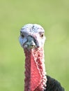 Turkey head