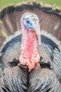 Turkey head closeup