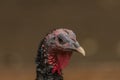 Turkey head detail with color nice background Royalty Free Stock Photo