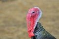 Turkey head with snood and wattle (skin folds) Royalty Free Stock Photo