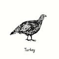 Turkey hen side view. Ink black and white doodle drawing in woodcut outline style.