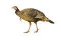 Turkey hen or very young jake strutting Royalty Free Stock Photo