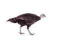 Turkey hen on white Royalty Free Stock Photo