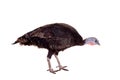 Turkey hen on white Royalty Free Stock Photo