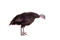 Turkey hen on white Royalty Free Stock Photo
