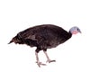 Turkey hen on white Royalty Free Stock Photo