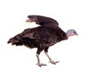 Turkey hen on white Royalty Free Stock Photo