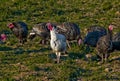 Turkey hens Royalty Free Stock Photo