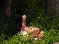 Turkey hidden in nettles Royalty Free Stock Photo
