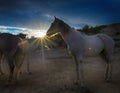 Turkey horse pony in Ranch nature prairie grassland sunrise