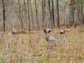 Turkey hunting season during springtime in NYS