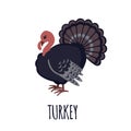 Turkey icon in flat style.