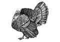 Turkey illustration, drawing, engraving, line art, realistic, vector