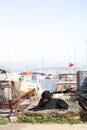 22.10.2016 Turkey, Istanbul - Dog sitting near boats in port Royalty Free Stock Photo