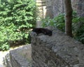 Turkey, Istanbul, Rumeli Hisari castle, sleeping black cat on the wall Royalty Free Stock Photo