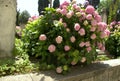 Turkey, Istanbul, Suleymaniye Mah., Suleymaniye Mosque Cemetery, flower bush Royalty Free Stock Photo