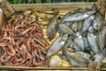 Various fish on the counter fish shop in Istanbul. Royalty Free Stock Photo