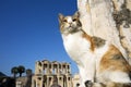 Turkey Izmir Ephesus Ancient City and cat Royalty Free Stock Photo